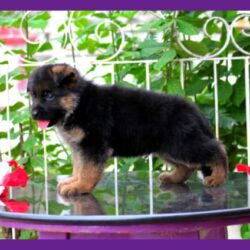 IndiaDogs-GSD-Apple