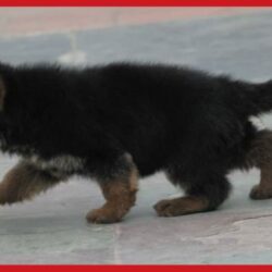 IndiaDogs-GSD-Apple