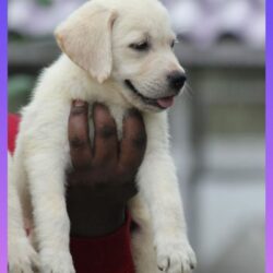 IndiaDogs-Lab-Apple