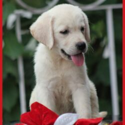 IndiaDogs-Lab-Apple