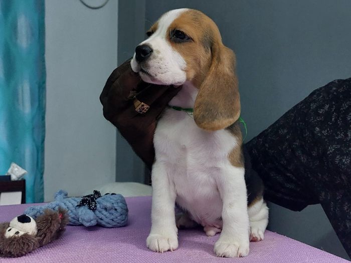 IndiaDogs-Beagle-Faithtrot