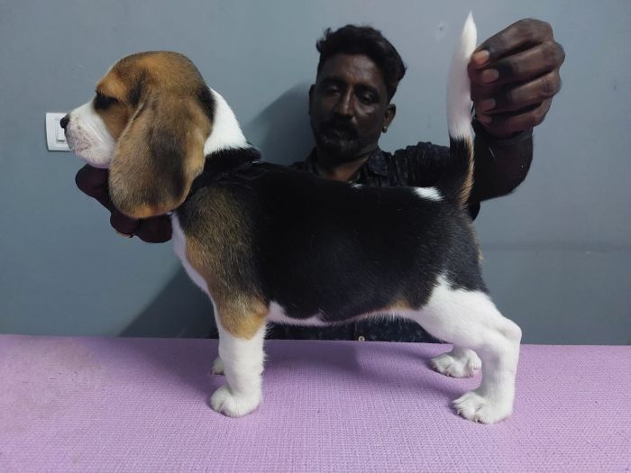 IndiaDogs-Beagle-Faithtrot