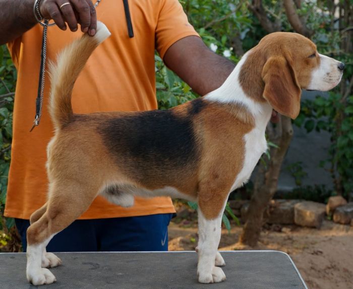 IndiaDogs-Beagle-Ramasamy