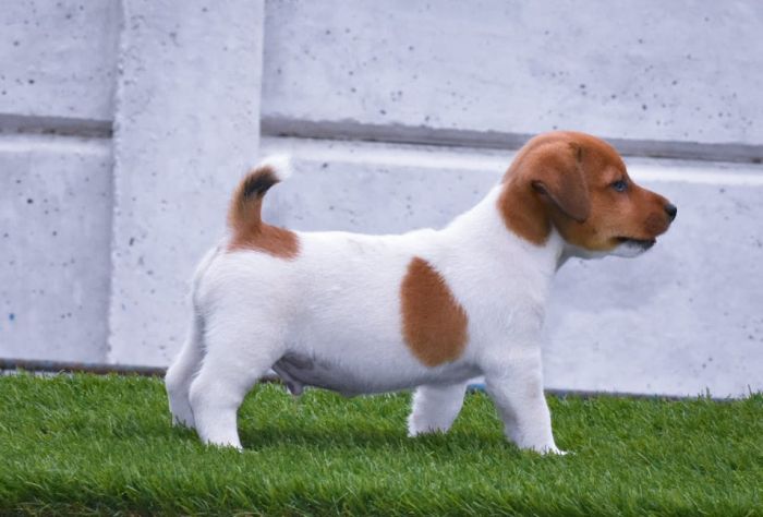 IndiaDogs-JRT-Raghlin