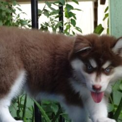 IndiaDogs-Siberian-Gururaj