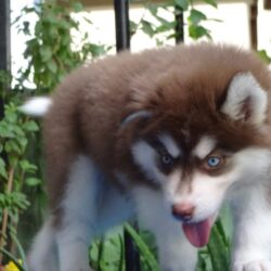 IndiaDogs-Siberian-Gururaj