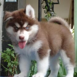 IndiaDogs-Siberian-Gururaj