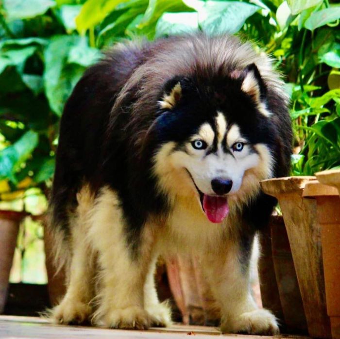 IndiaDogs-Siberian-Stardust