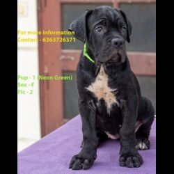 IndiaDogs-Cane-Corso-Negi-HP
