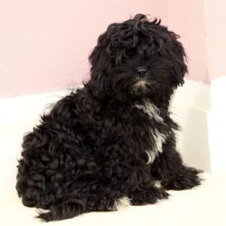IndiaDogs-Shihpoo-Voyagerz-HP
