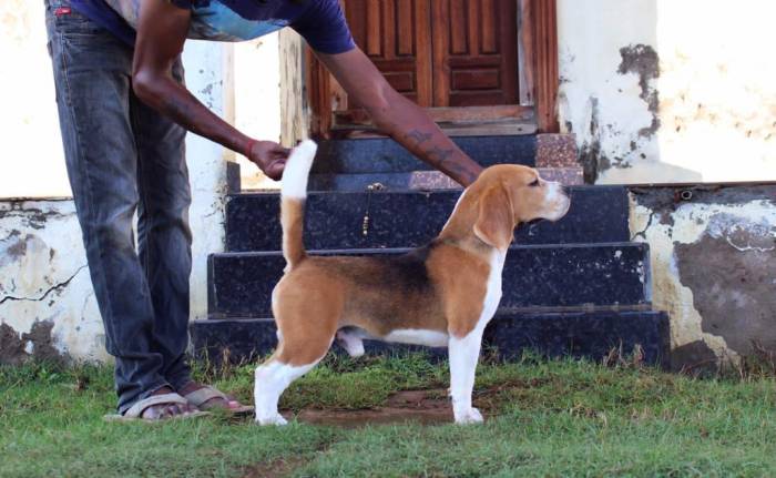 IndiaDogs-Beagle-Bigben
