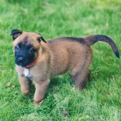 IndiaDogs-Belgian-Malinois-Ahlad-HP