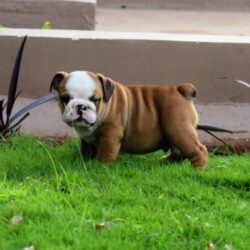 IndiaDogs-Bulldog-Logeshwaran