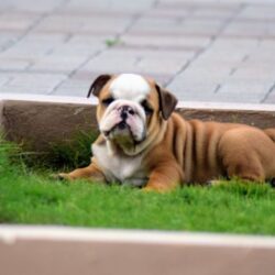 IndiaDogs-Bulldog-Logeshwaran