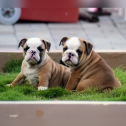 IndiaDogs-Bulldog-Logeshwaran-HP