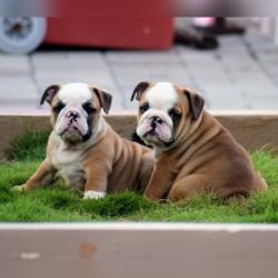 IndiaDogs-Bulldog-Logeshwaran-HP