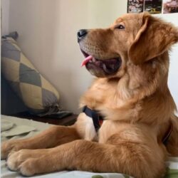 IndiaDogs-Golden-Toptier