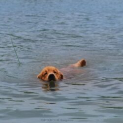 IndiaDogs-Golden-Toptier