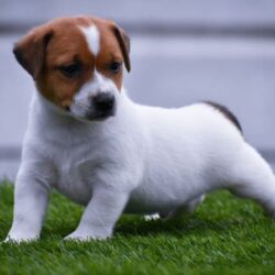 IndiaDogs-JRT-Raghlin
