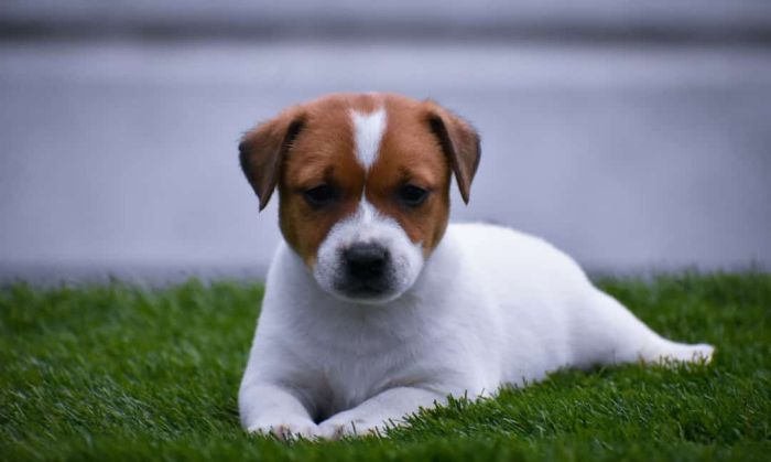 IndiaDogs-JRT-Raghlin