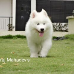 IndiaDogs-Siberian-Gururaj