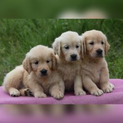 IndiaDogs-Golden-Nihal-HP