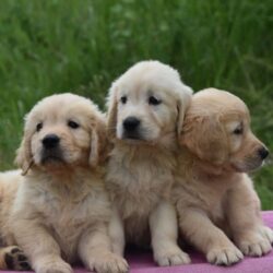 IndiaDogs-Golden-Nihal