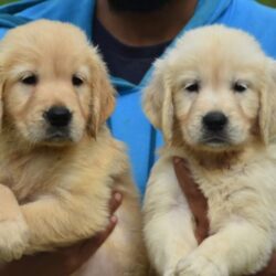 IndiaDogs-Golden-Nihal