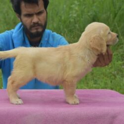 IndiaDogs-Golden-Nihal