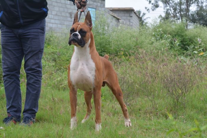 IndiaDogs-Boxer-Faith-Hills