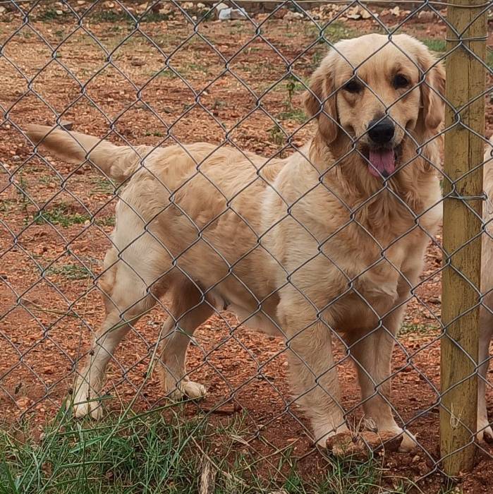 IndiaDogs-Golden-Ramasamy
