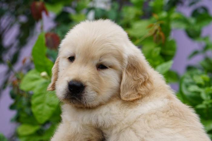 IndiaDogs-Golden-Ramasamy