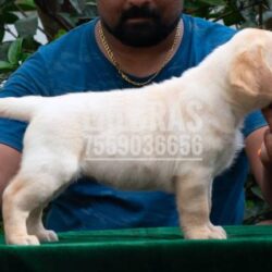 IndiaDogs-Lab-Lal