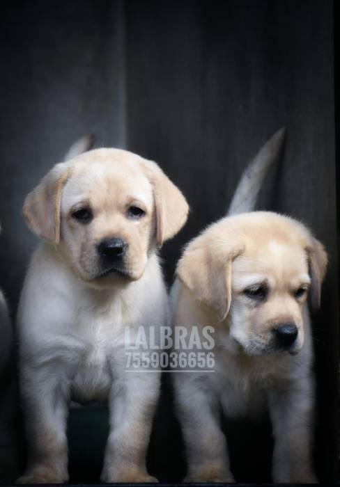 IndiaDogs-Lab-Lal