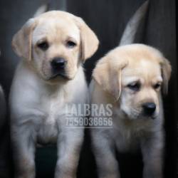IndiaDogs-Lab-Lal-HP