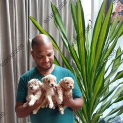 IndiaDogs Maltipoo Sanram