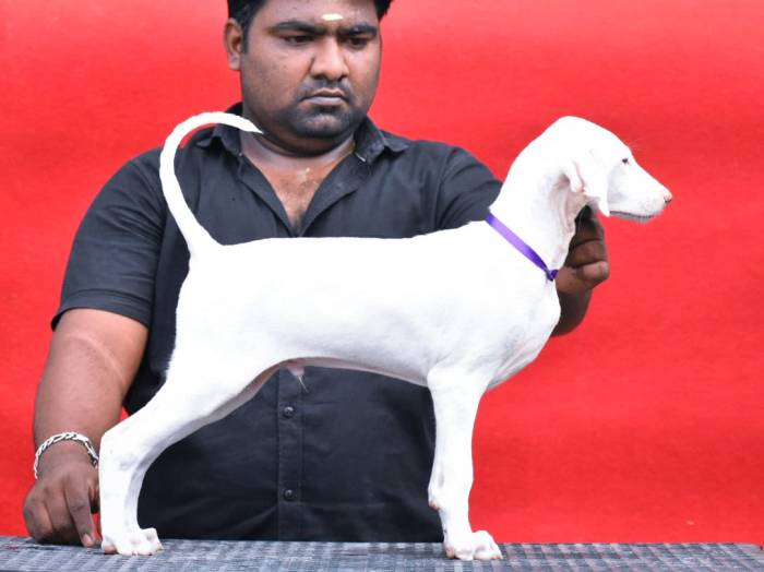 IndiaDogs-Rajapalayam-Raghlin