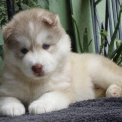 IndiaDogs-Siberian-Gururaj