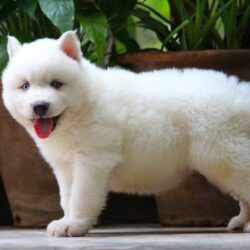 IndiaDogs-Siberian-Stardust