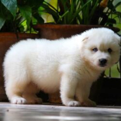 IndiaDogs-Siberian-Stardust