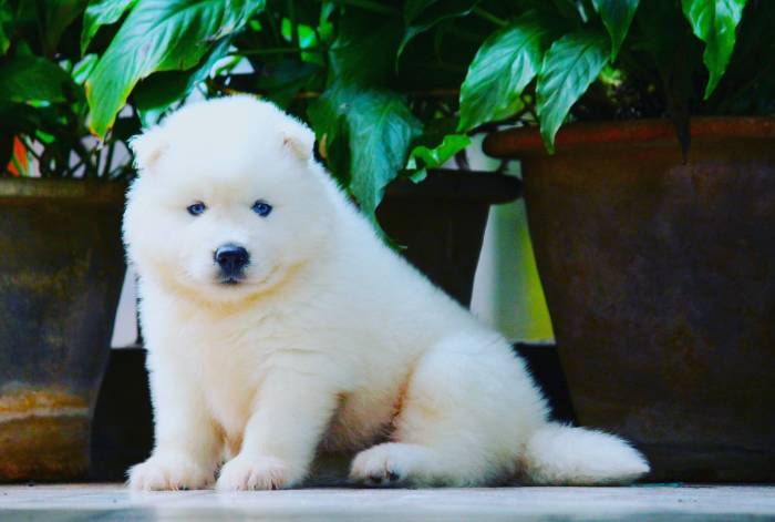 IndiaDogs-Siberian-Stardust