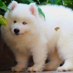 IndiaDogs-Siberian-Stardust