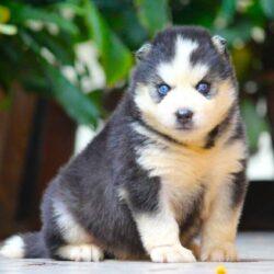 IndiaDogs-Siberian-Stardust