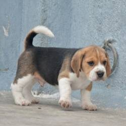IndiaDogs-Beagle-Bigben