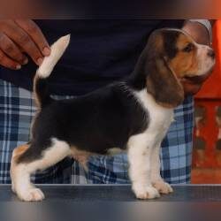 IndiaDogs-Beagle-Prasanna-HP
