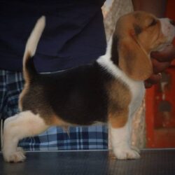 IndiaDogs-Beagle-Prasanna