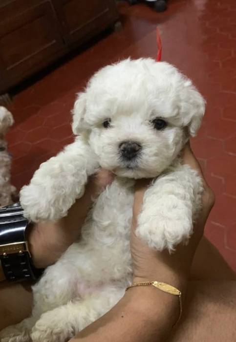IndiaDogs-Bichon-Derick