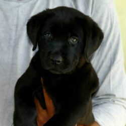 IndiaDogs-Lab-NIshmaar