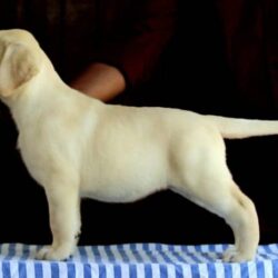 IndiaDogs-Lab-NIshmaar