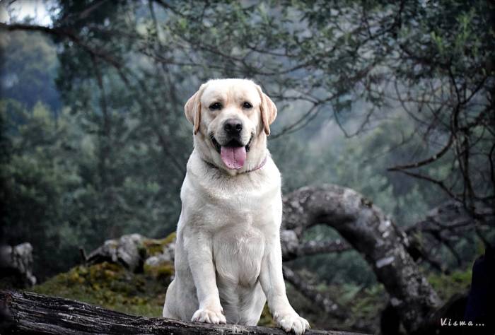 IndiaDogs-Lab-NIshmaar